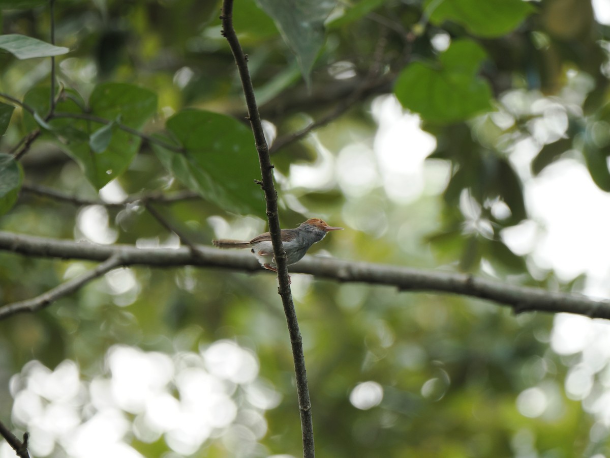 Ashy Tailorbird - ML622500672