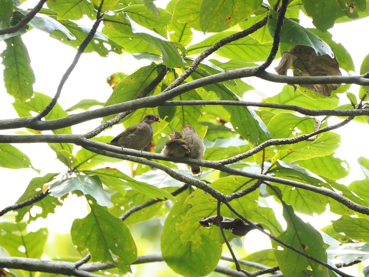 Olive-winged Bulbul - ML622500681