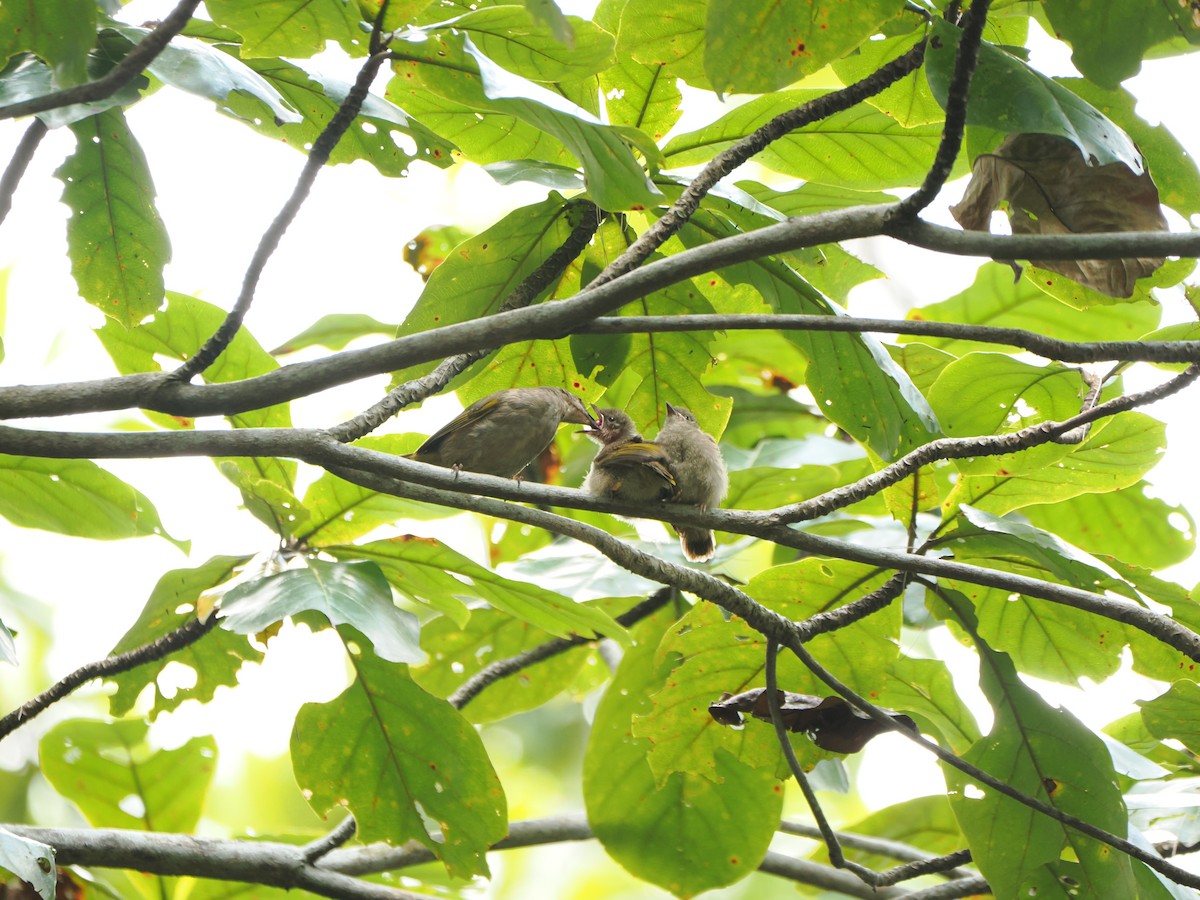 Olive-winged Bulbul - ML622500684