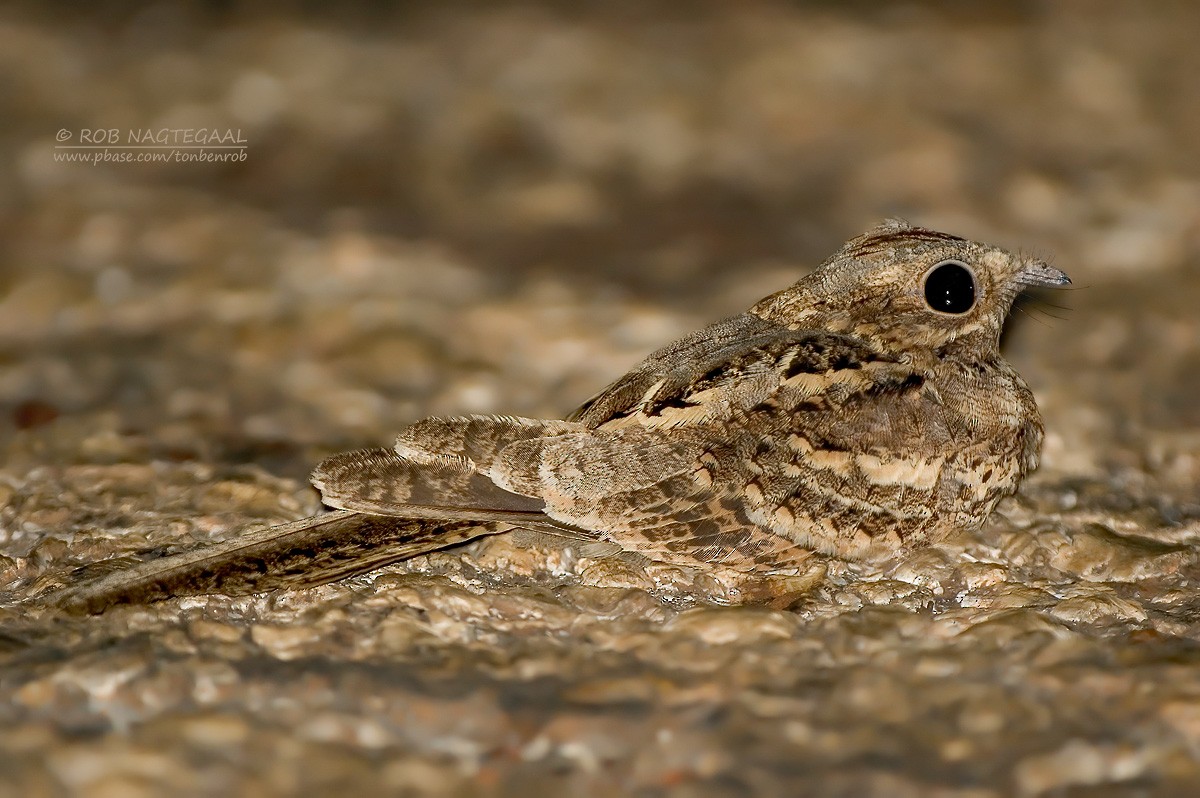 Long-tailed Nightjar - ML622500810