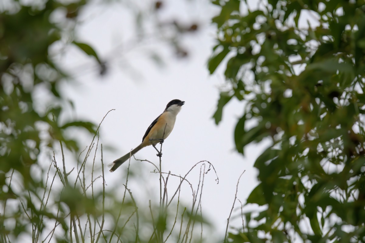 Long-tailed Shrike - ML622500813