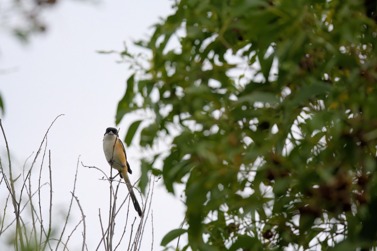 Long-tailed Shrike - ML622500814