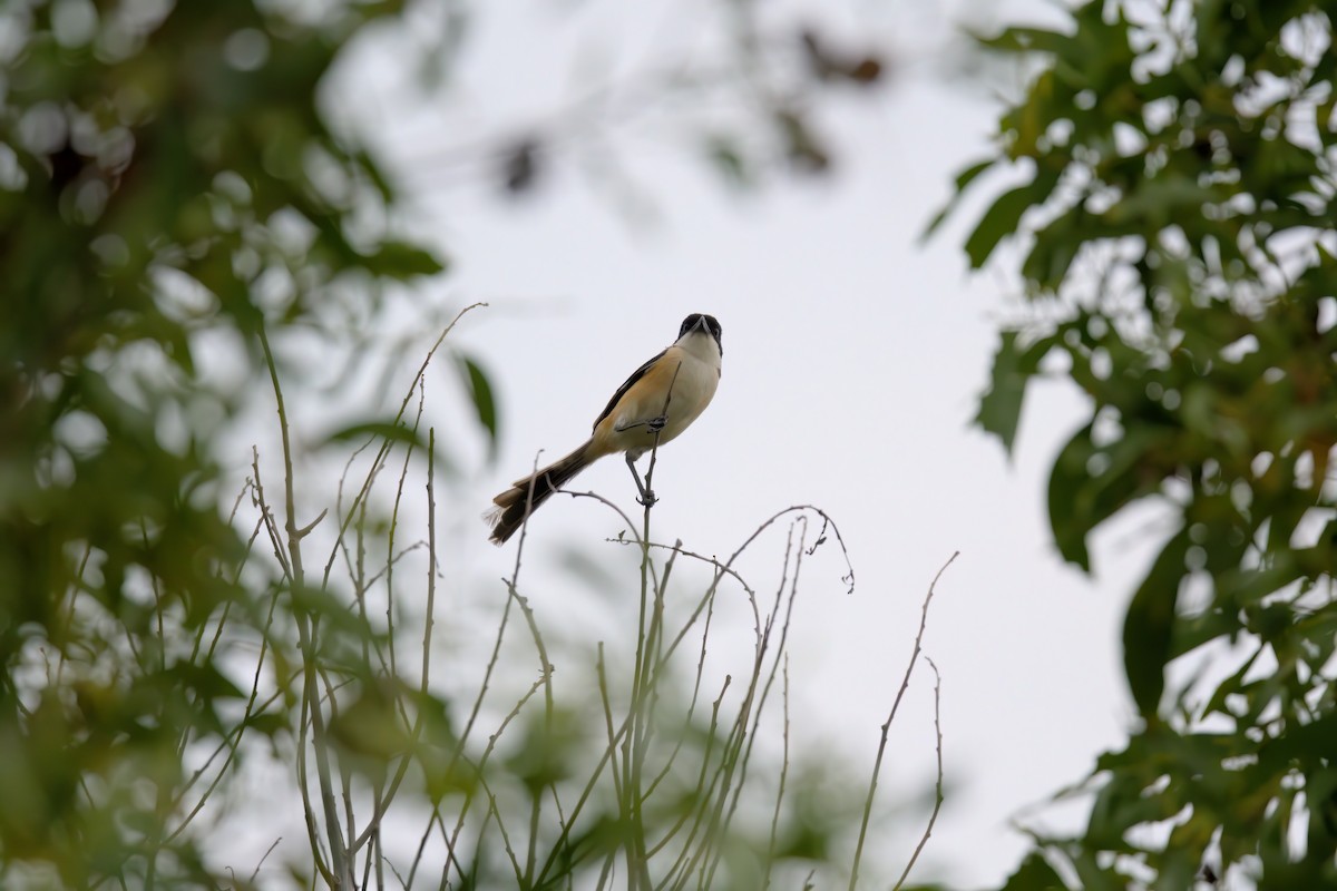 Long-tailed Shrike - VINODKUMAR SARANATHAN