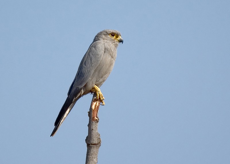 Gray Kestrel - ML622500906