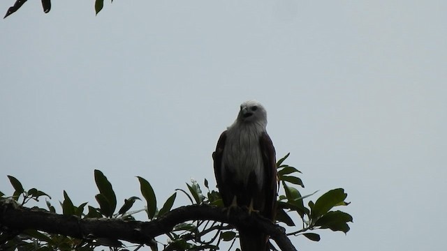 Brahminy Kite - ML622500989