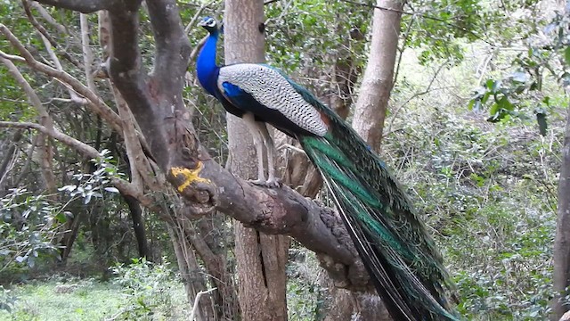 Indian Peafowl - ML622501000