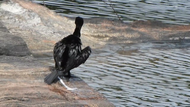 Little Cormorant - ML622501002