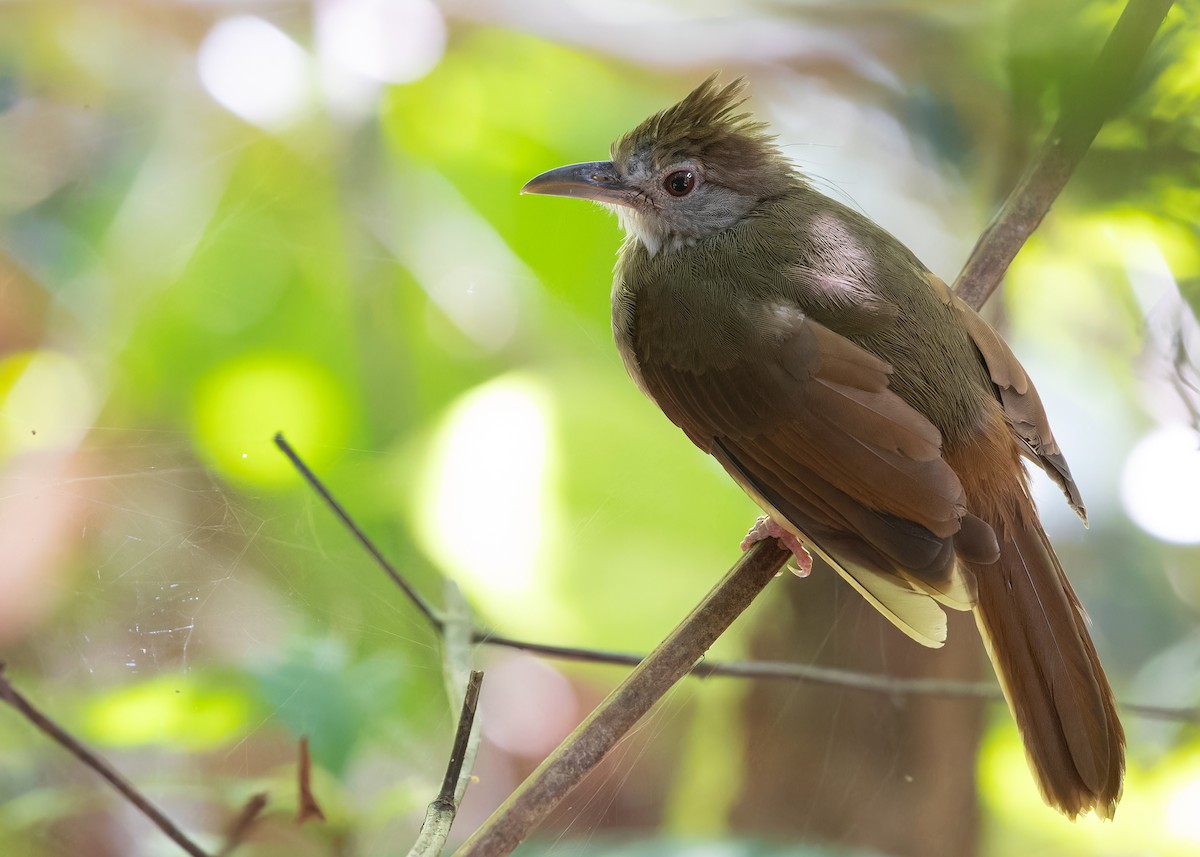 Gray-cheeked Bulbul - ML622501034