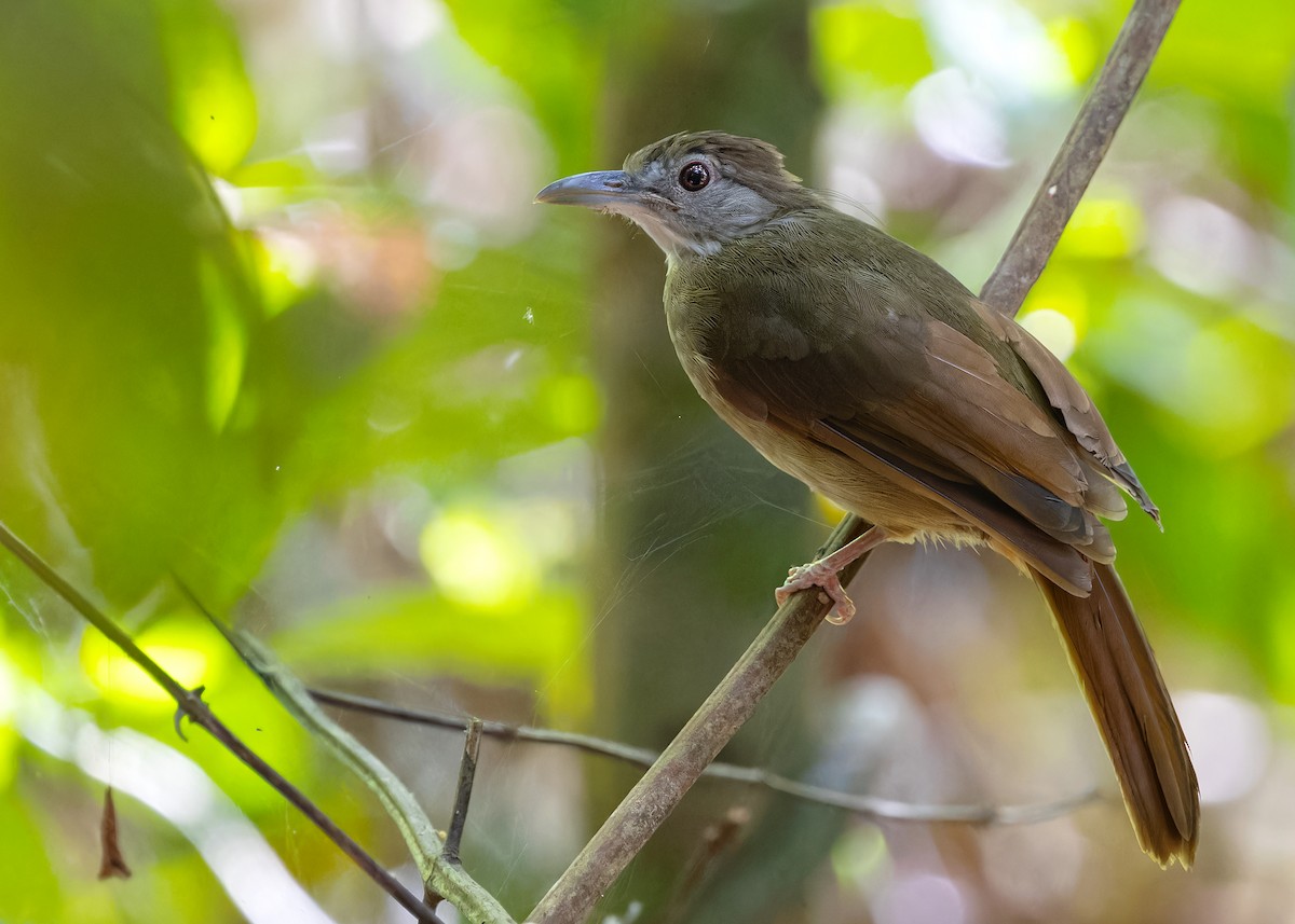 Gray-cheeked Bulbul - ML622501035