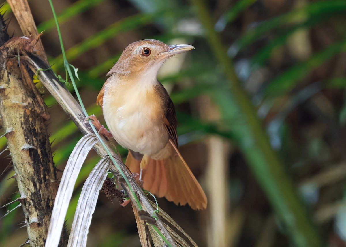 Tordina Bicolor - ML622501039