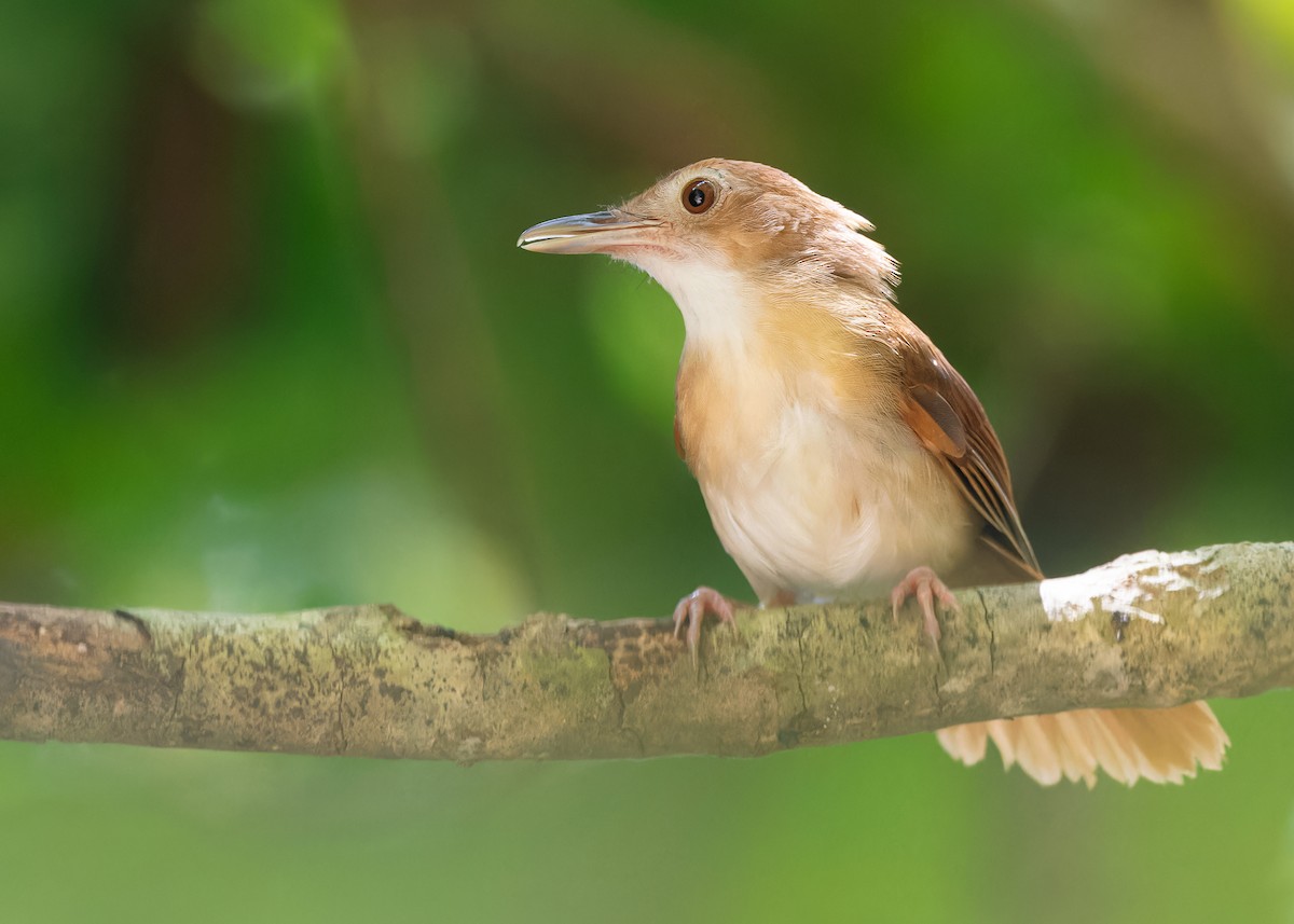 Tordina Bicolor - ML622501040