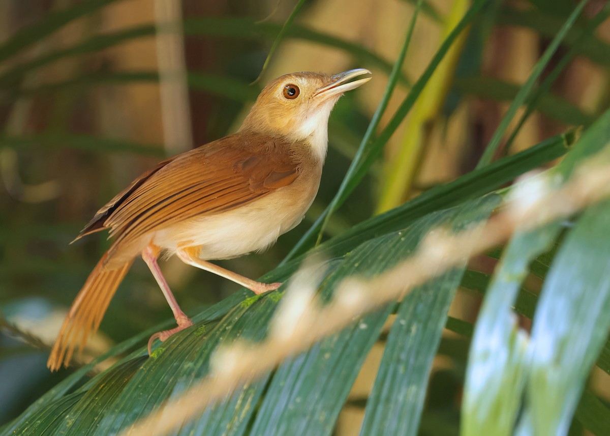 Tordina Bicolor - ML622501041