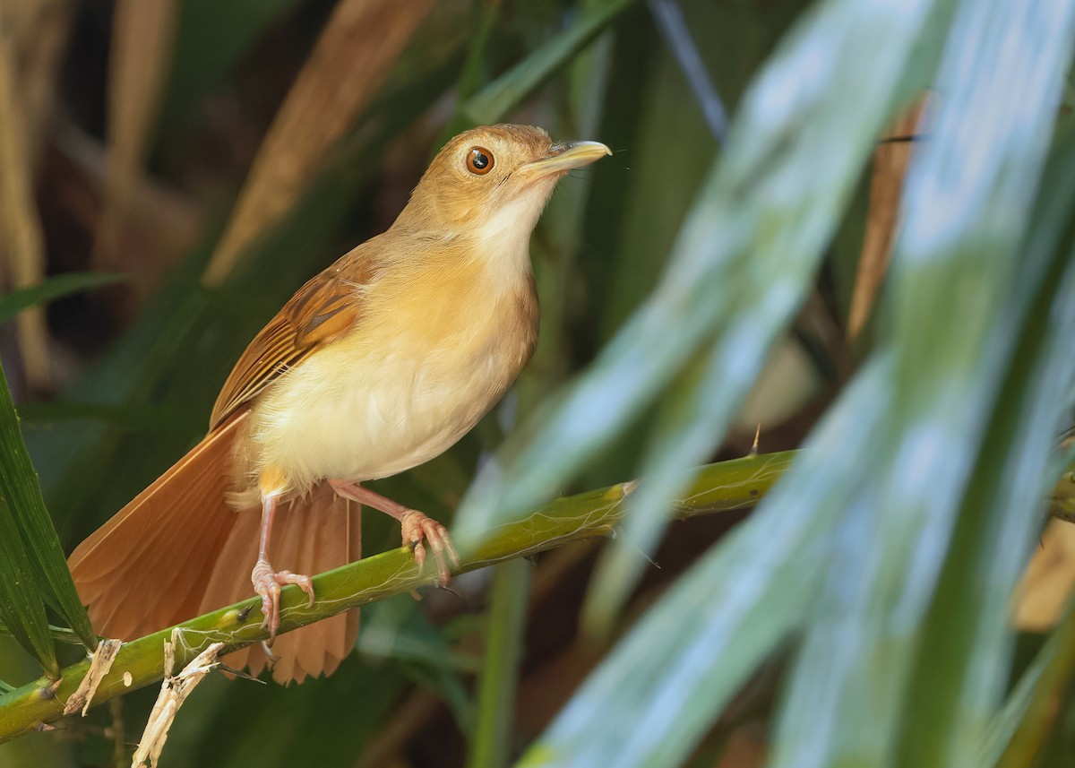 Tordina Bicolor - ML622501042