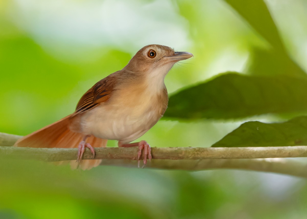 Tordina Bicolor - ML622501044