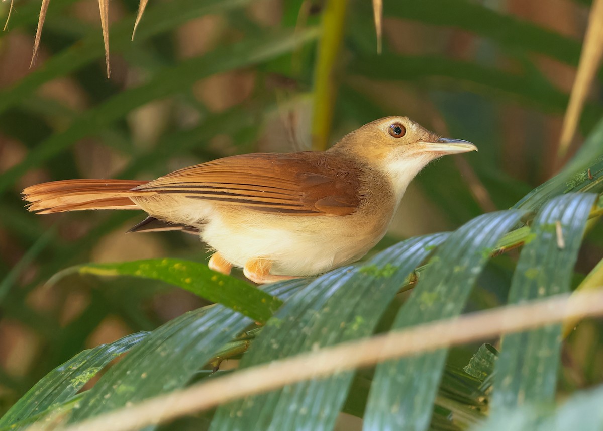 Tordina Bicolor - ML622501045