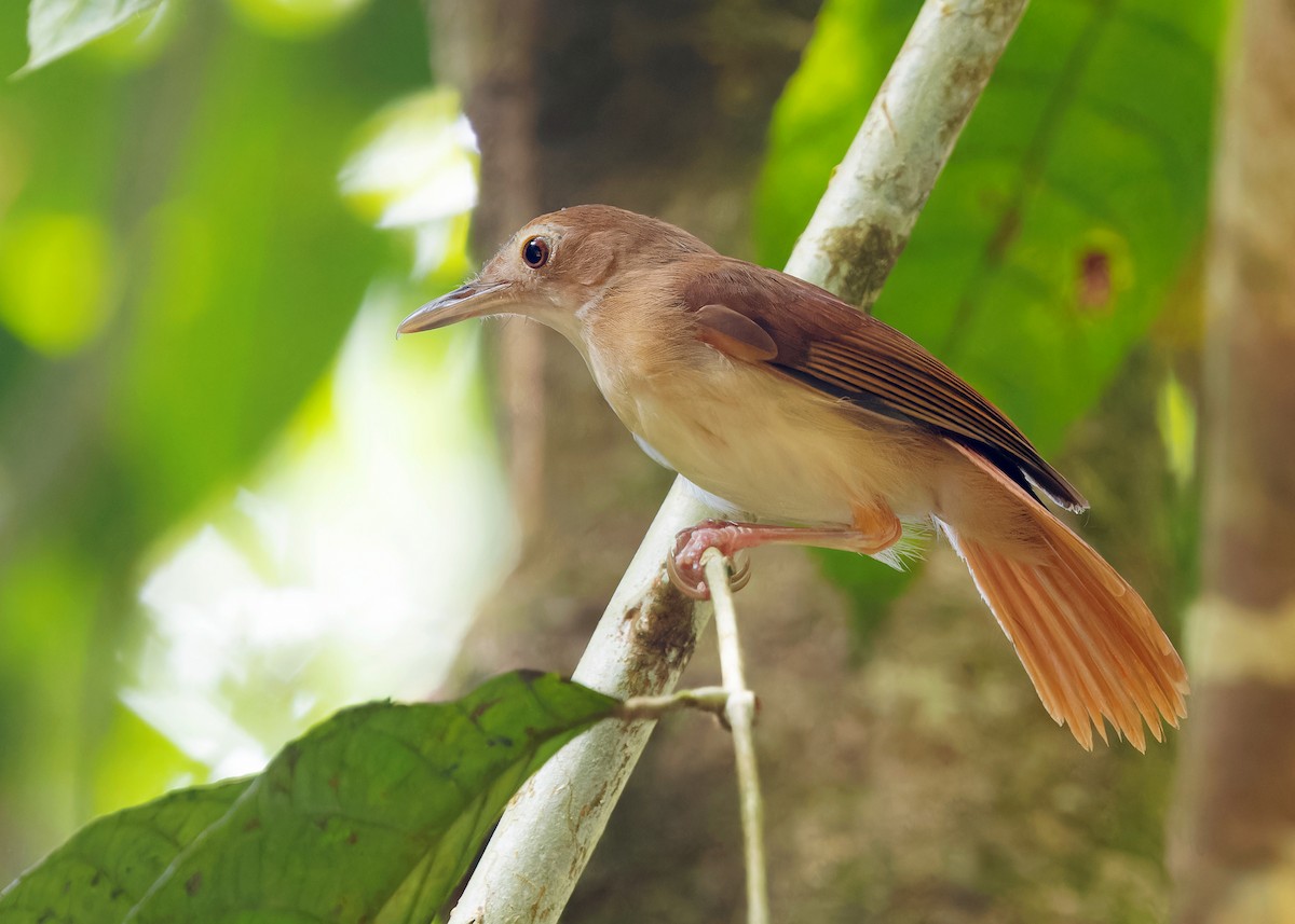 Tordina Bicolor - ML622501122