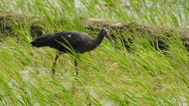 Red-naped Ibis - ML622501148