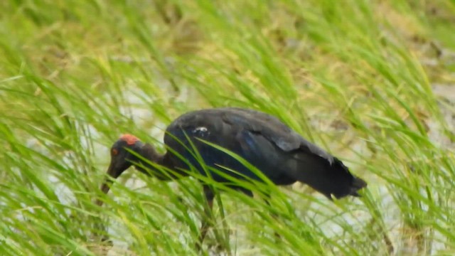 Red-naped Ibis - ML622501149