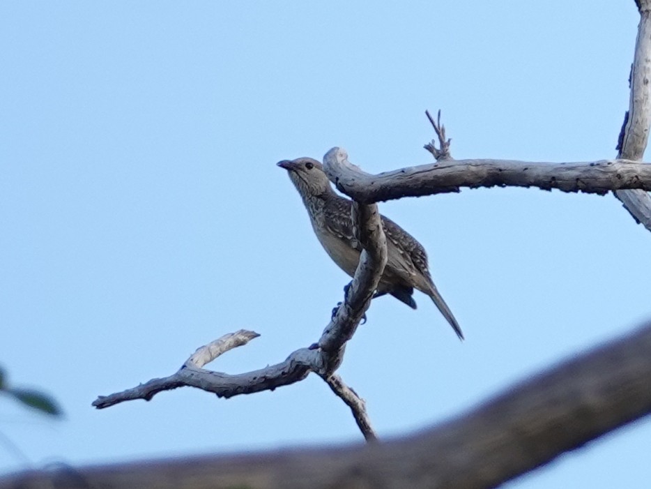 Fawn-breasted Bowerbird - ML622501174