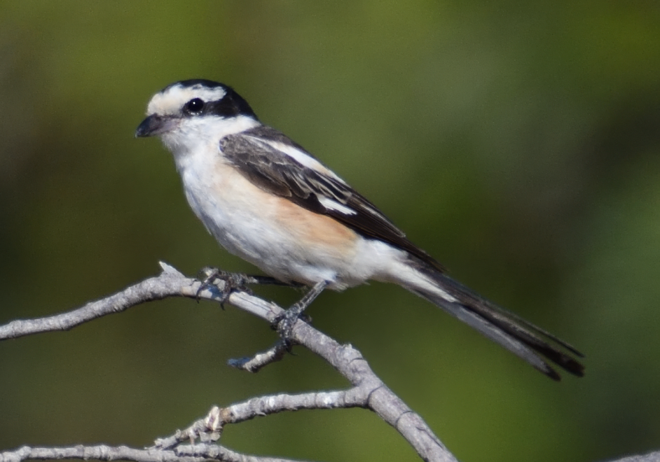 Masked Shrike - ML622501219