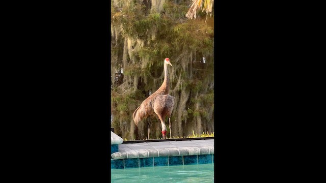 Grulla Canadiense - ML622501260