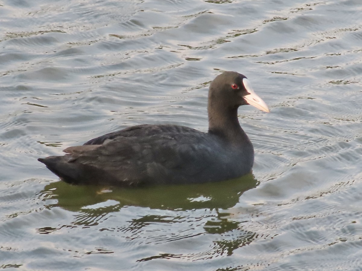 Eurasian Coot - ML622501269