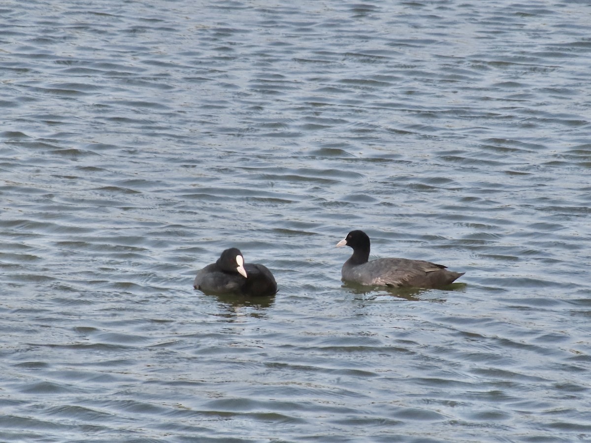 Eurasian Coot - ML622501271