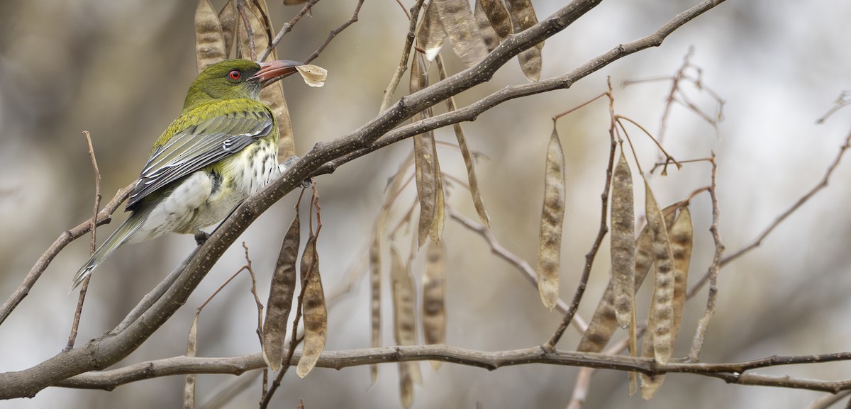 Olive-backed Oriole - ML622501298