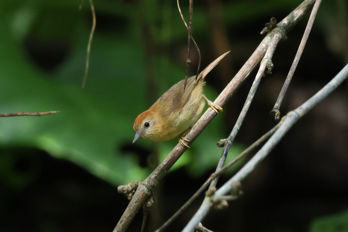 Rufous-fronted Babbler (Rufous-fronted) - ML622501308