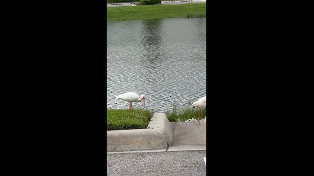 White Ibis - ML622501355