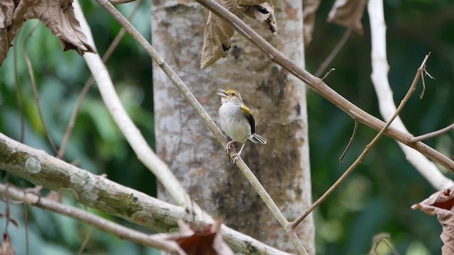 Yellow-browed Sparrow - ML622501377