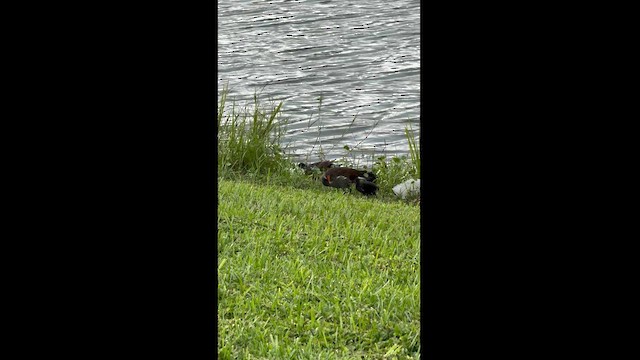 Common Gallinule - ML622501393