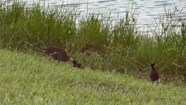 Common Gallinule - ML622501394