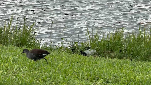 Common Gallinule - ML622501395