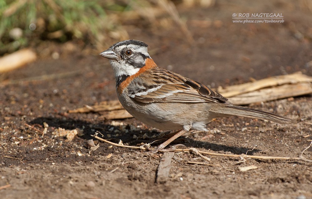 Rufous-collared Sparrow - ML622501439