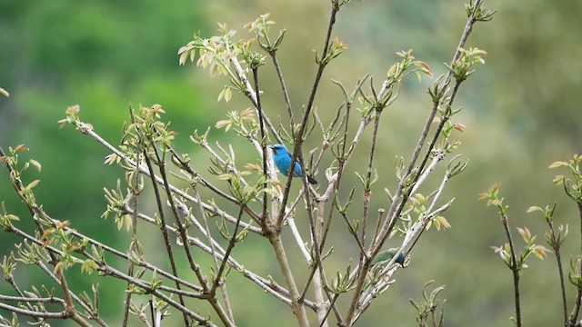 Blue Dacnis - ML622501483