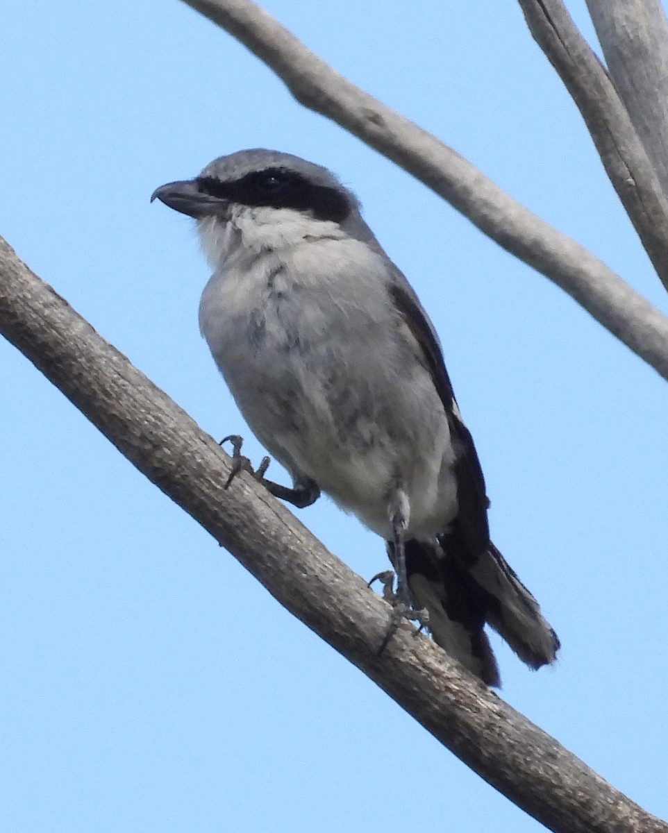 Loggerhead Shrike - Lauri Taylor