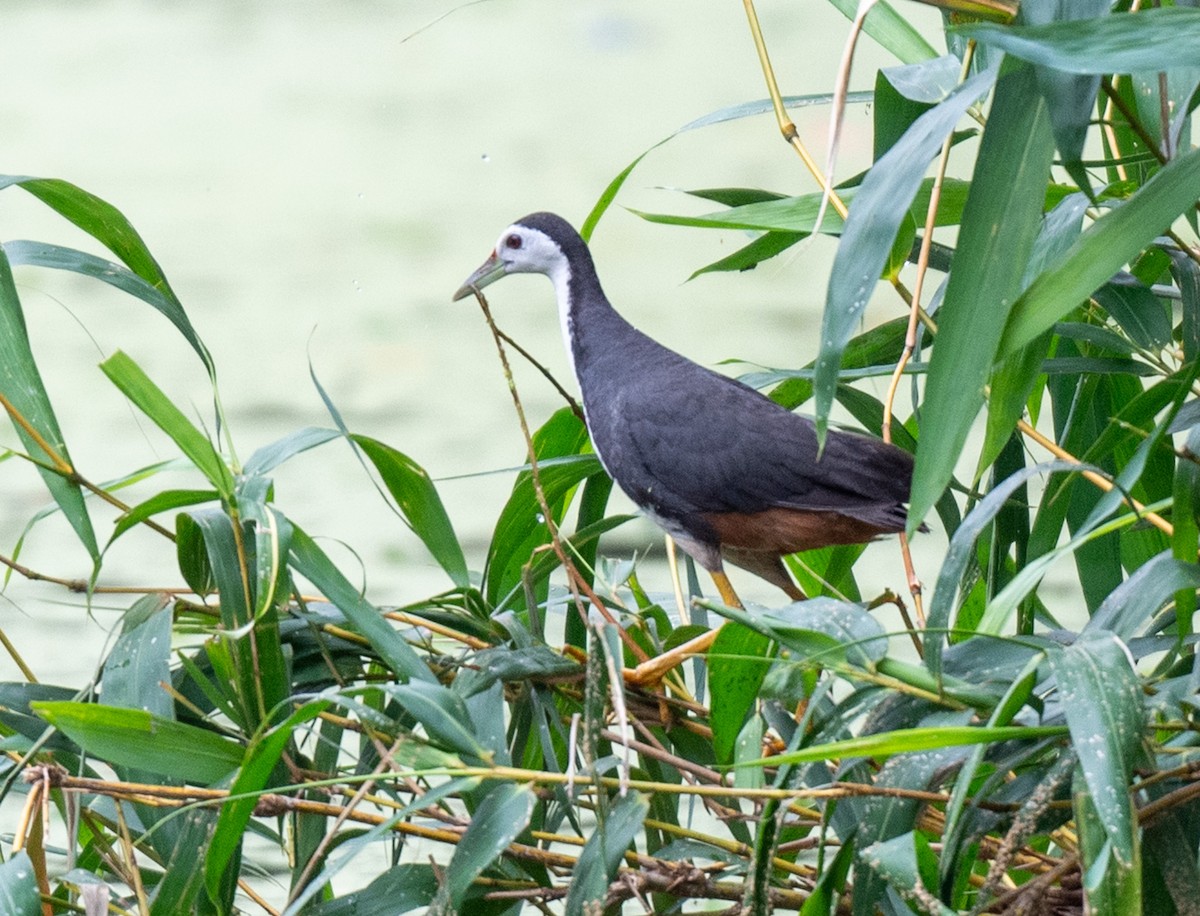 White-breasted Waterhen - ML622501596