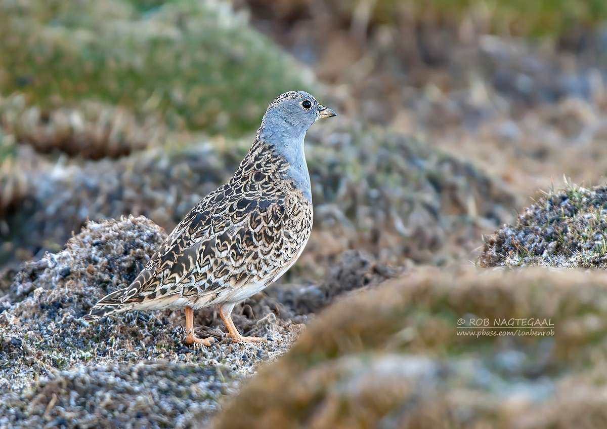 Gray-breasted Seedsnipe - ML622501602