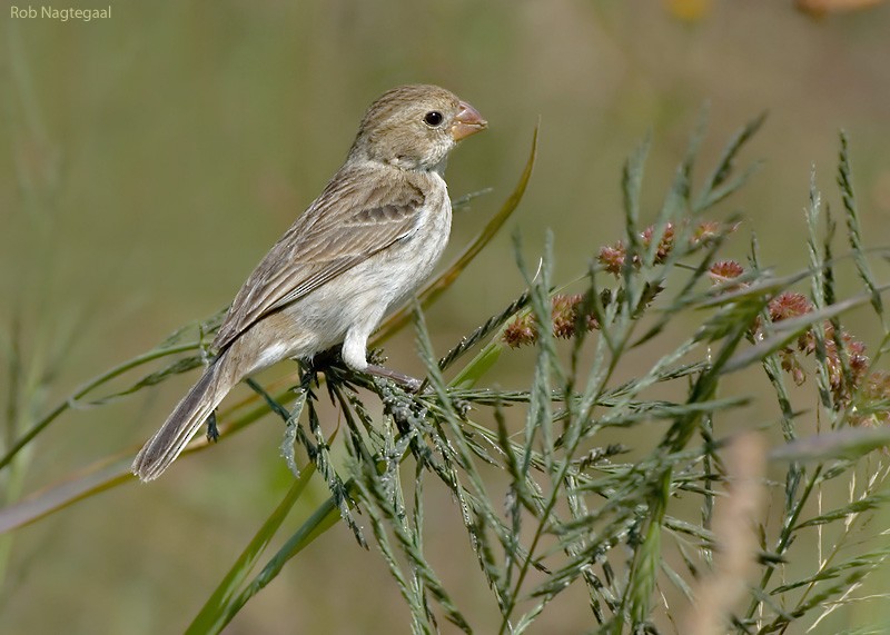 Chestnut-throated Seedeater - ML622501638