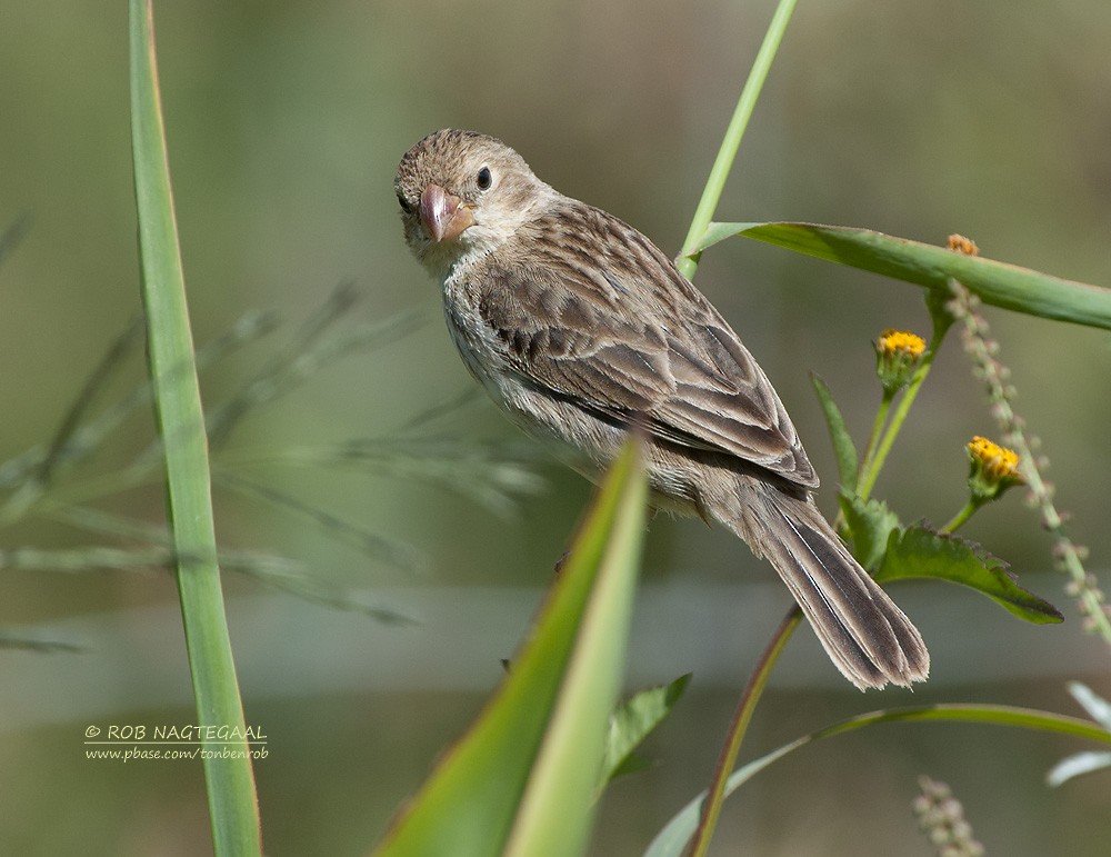 Chestnut-throated Seedeater - ML622501640