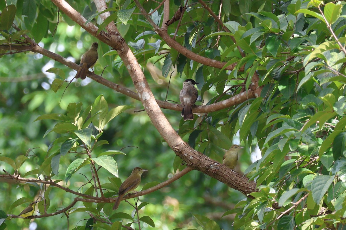 Olive Bulbul (Olive) - Akekachoke Buranaanun