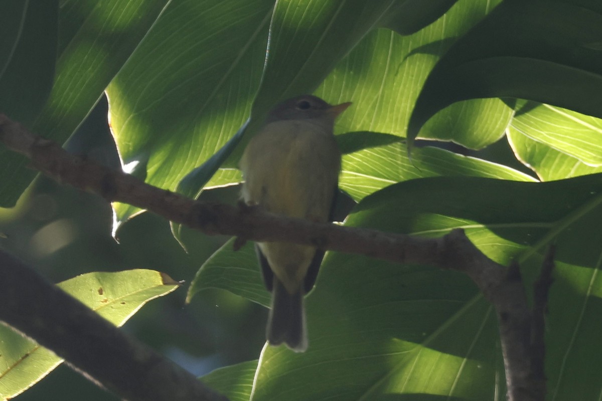 Yellow-legged Flyrobin - ML622501648