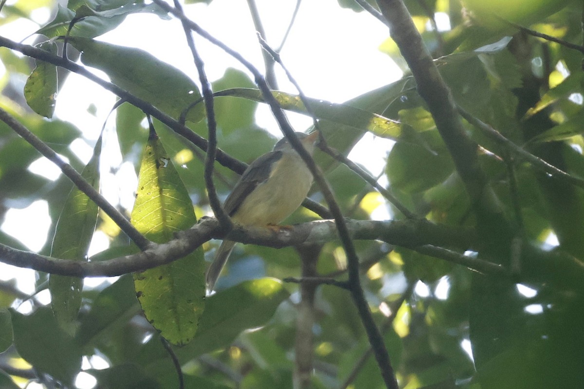 Yellow-legged Flyrobin - ML622501649