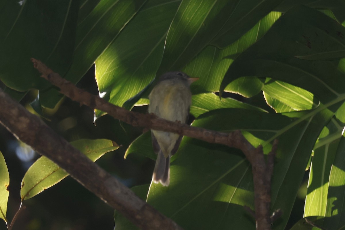 Yellow-legged Flyrobin - ML622501650