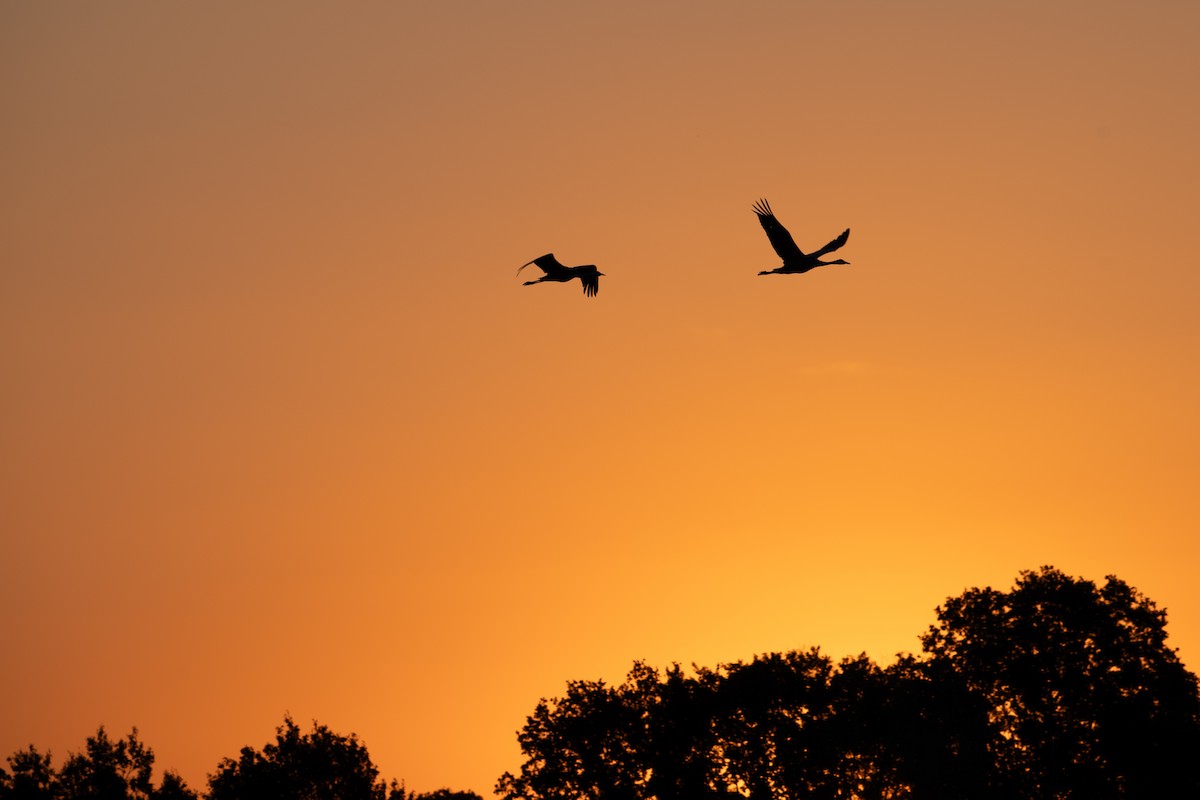 Common Crane - ML622501661