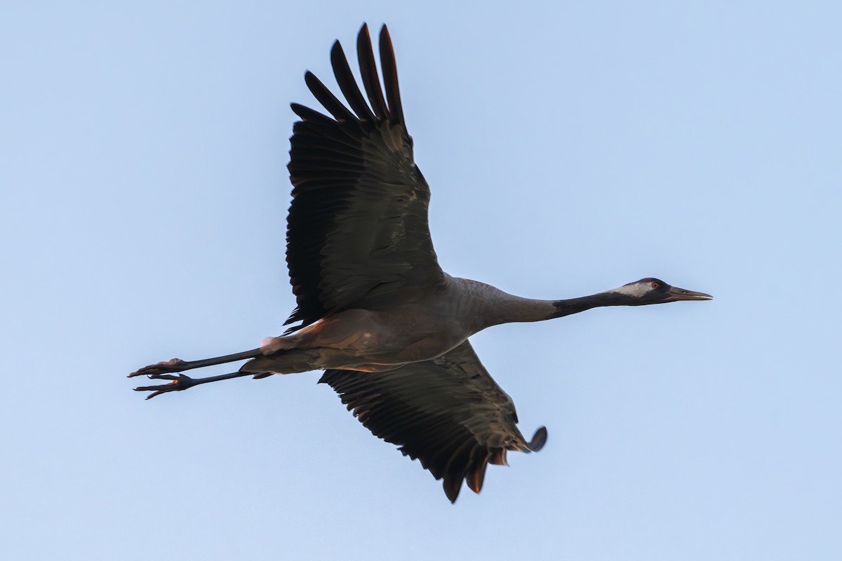 Common Crane - ML622501664