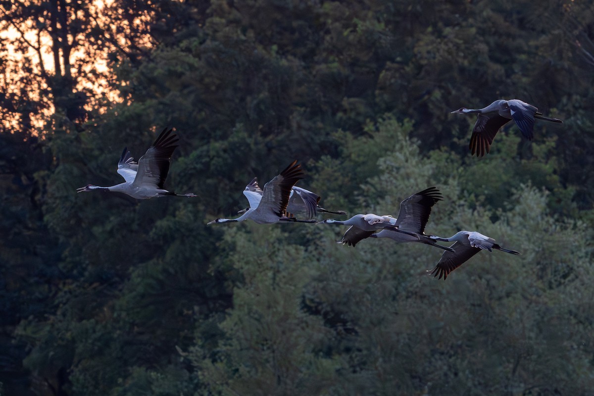 Common Crane - ML622501665