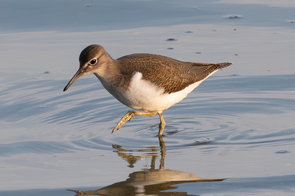 Common Sandpiper - ML622501668