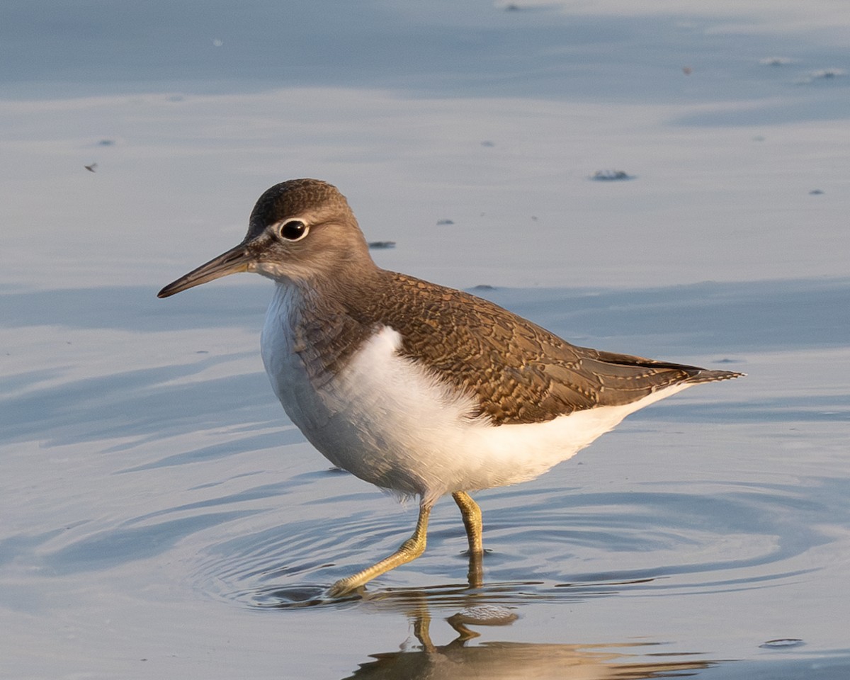 Common Sandpiper - ML622501669